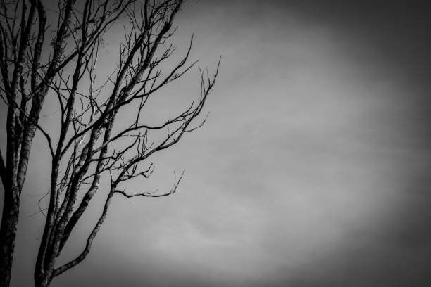istock the branch in the nature with dramatic tone 2193074556