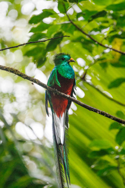 istock The Resplendent Quetzal 2193075503