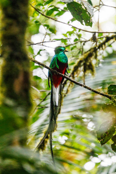 istock The Resplendent Quetzal 2193075510