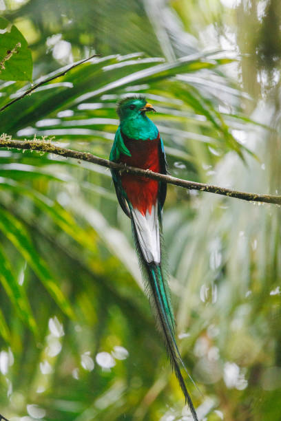istock The Resplendent Quetzal 2193075559
