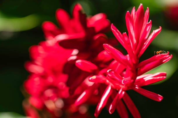 A beautiful macro shot of a pink Mirabilis Jalapa (Four O’clock) flower in full bloom, highlighting its delicate petals and intricate details against a softly blurred green background. Perfect for botanical themes, gardening inspiration, and nature-focused designs.