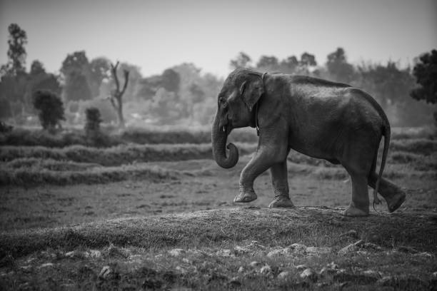 the elephant in the field with black and white tone