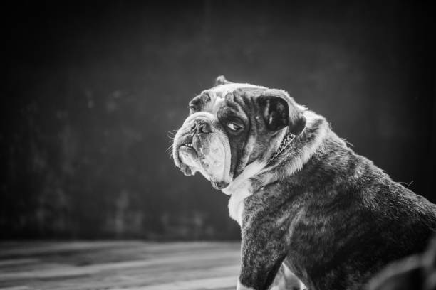the dog in living with black and white tone