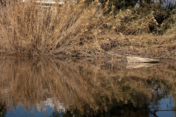 old boat view in yellowed reeds