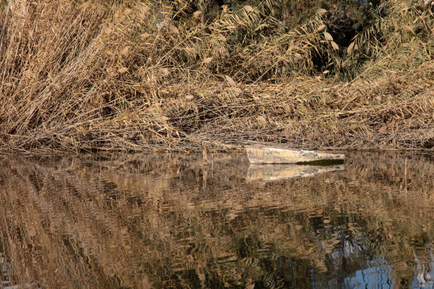 old boat view in yellowed reeds