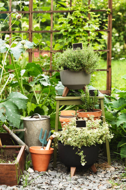 istock veggie kitchen backyard garden . Herbs planted in pots, vintage watering can and tools 2193078093