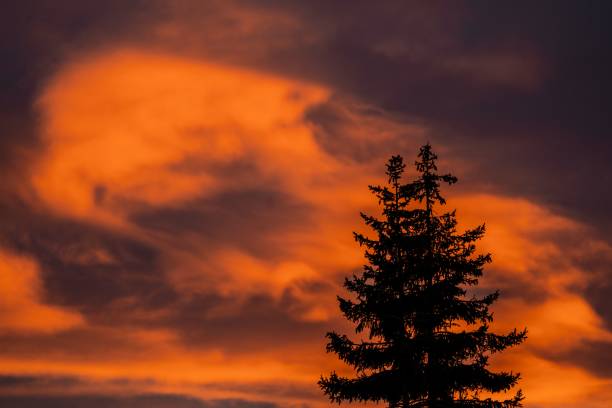 A silhouette of a pine tree against a dramatic orange sky at sunset