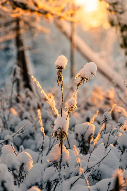 istock Winter landscape with snow-covered plants illuminated by warm sunset light. 2193078258