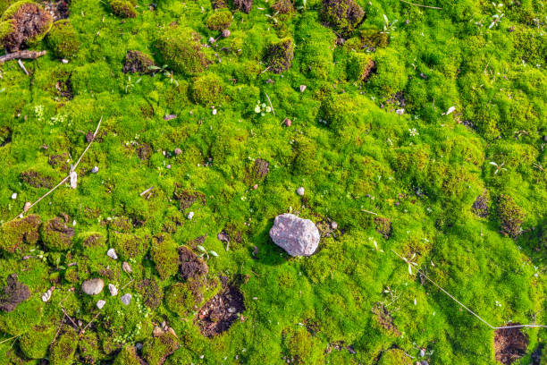 istock Closeup of a stone on mossy ground 2193081102