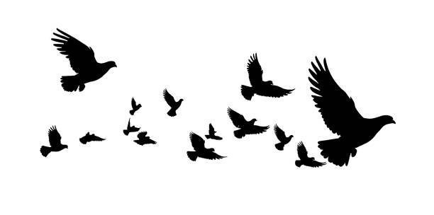 flock of the pigeons isolated on white background