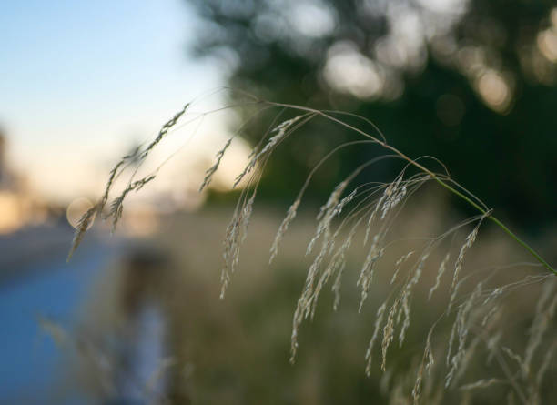 istock Stems close up with background blur, nature 2193081576