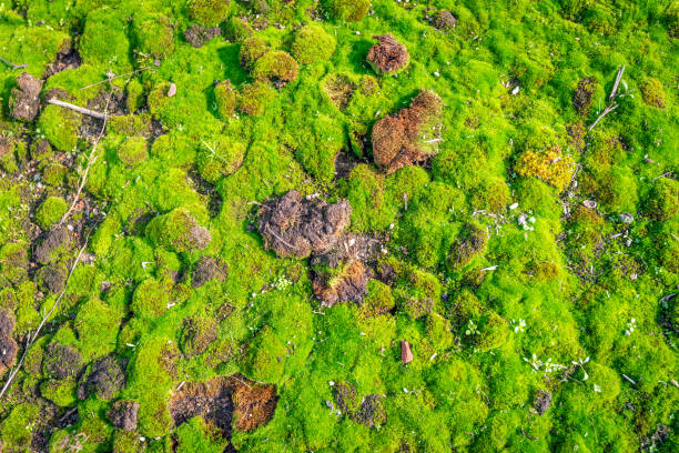Green mossy hill with grass and leaves on soil, isolated on a white background