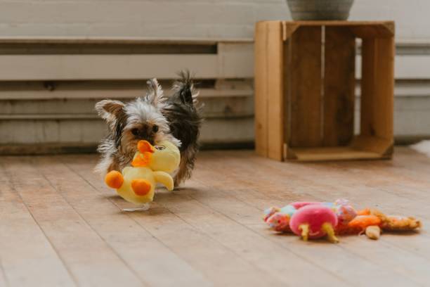 istock Yorkshire Terrier playing with a stuffed duck toy on the floor 2193081680