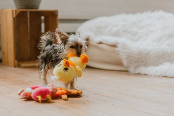istock Yorkshire Terrier playing with a stuffed duck toy on the floor 2193081686