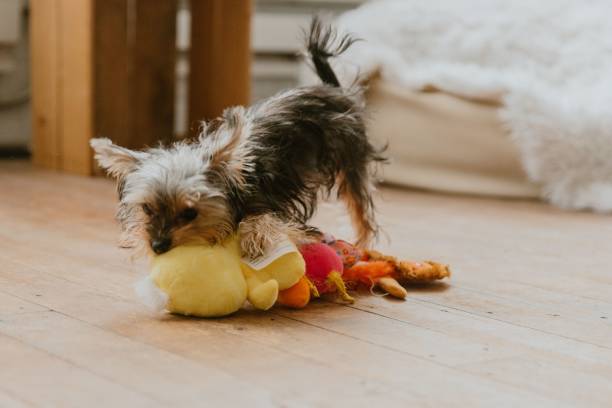 istock Yorkshire Terrier playing with a stuffed duck toy on the floor 2193081754