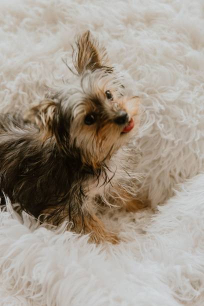 istock Yorkshire Terrier dog sitting on a fluffy blanket in Pennsylvania 2193081775