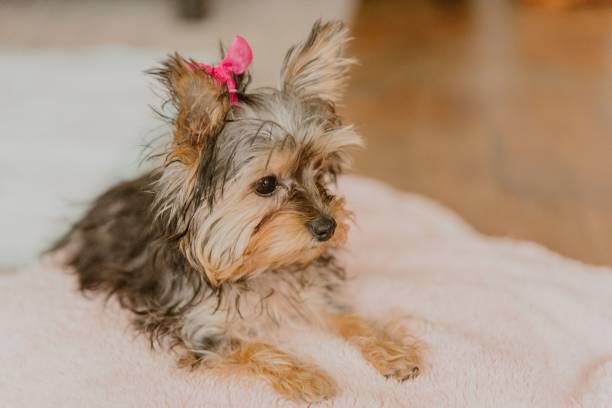 istock Playful Yorkshire Terrier with a pink bow on her head 2193081778