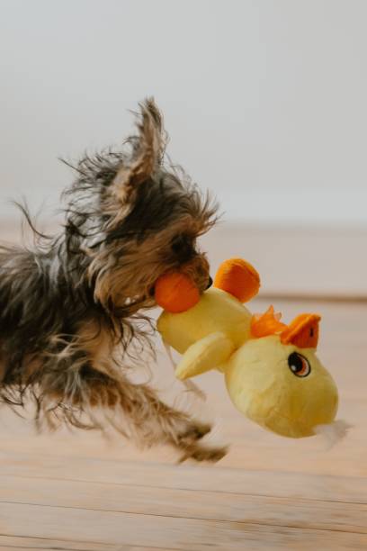 istock Yorkshire Terrier playing with a stuffed duck toy on the floor 2193081802