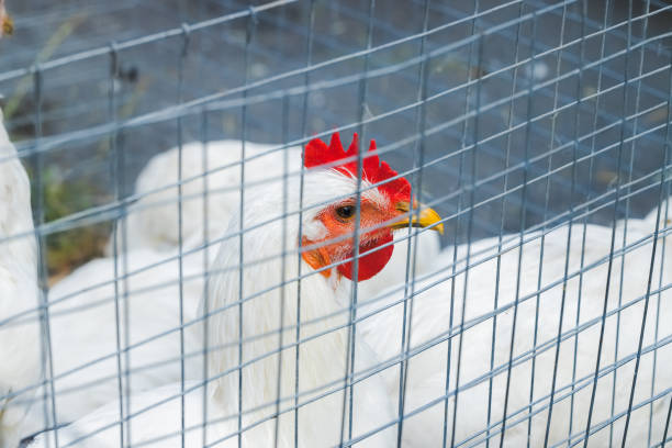chicken in cage farming industrial animal theme concept