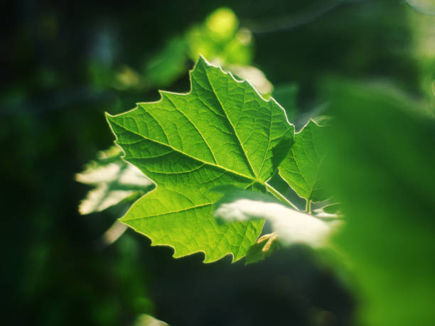 Sunset in the Vineyards, wine leafes against the sun