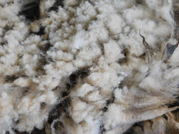 istock Closeup photograph of dirty thick Sheep Wool 2193082465