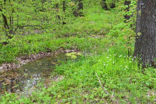 a spring forest with a lawn of blooming stellaria plants