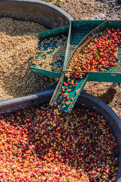 istock Coffee cherry pulping machine farmer. coffee bean machine process. Dry organic beans in coffee milling process. Process Harvest coffee beans to have their pulp remove. Farmer using a cherry pulping 2193086587
