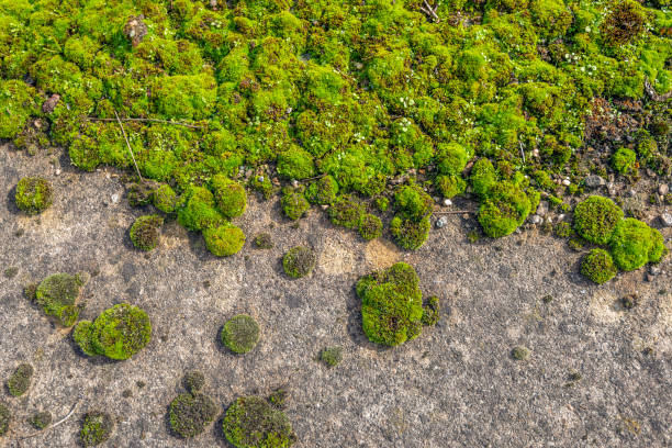 Closeup of moss growing on an old concrete foundation