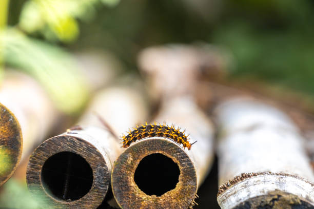 yellow black caterpillar crawling on bamboo stick. This insect known as Ulat bulu or Ulat gatel in Indonesia