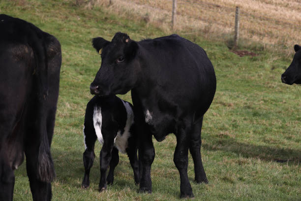 istock Mother and baby 2193088755