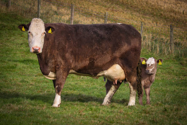 istock Charlois/limosin heifer and calf 2193088777