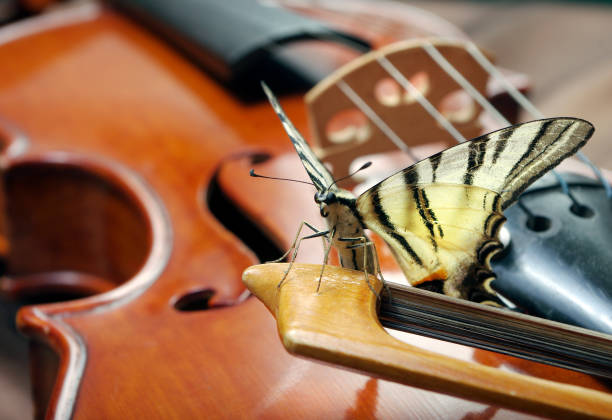 istock Musical concept. violin and butterfly. butterfly on the bow. 2193089138