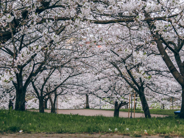istock Park of blooming white sakura 2193089942