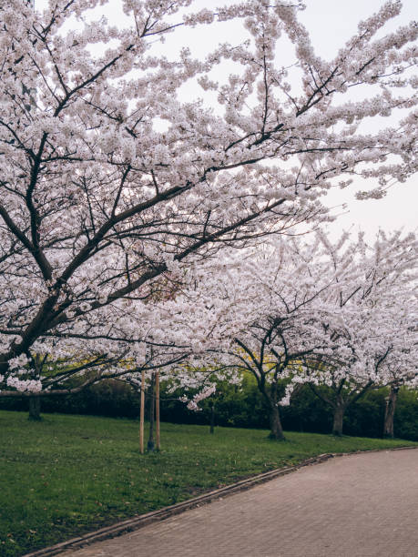 Park of blooming white sakura