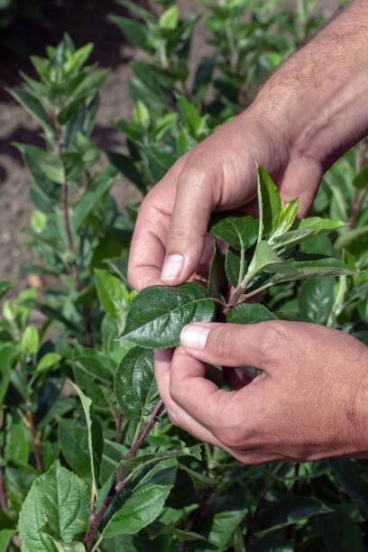 istock Inspecting the leaves of an appletree 2193090174