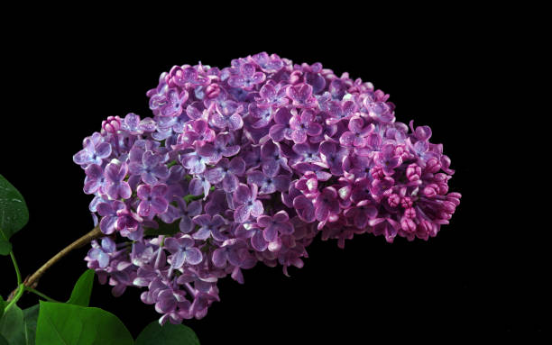 istock blossoming lilac branch in water drops isolated on black. close up 2193090199