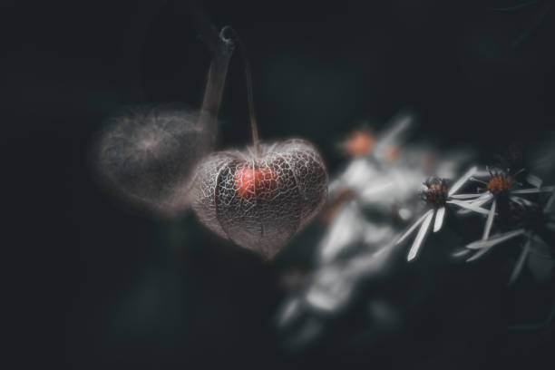 Side View Of Chinese Lantern Lily.