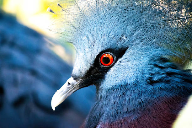 Close up of a Victoria Crowned Pigeon (Goura Victoria). This beautiful bird has vibrant plumage and lace like crests. Combined with its bright red eyes, this bird is simply stunning.
