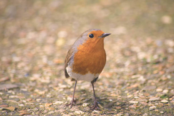 L 12,5-14cm.Breeds in woodland, gardens, parks, forest edge, generally with some dense vegetation and open areas; in N Europe prefers Spruce forest with some deciduous element (e.g. Birch), also mixed forest. Nests in hollow stump, bank, crevice etc.Migratory in N Europe.Wary but by no means shy.Food: insects, snails, worms.The Robins we see in Winter are mostly migratory birds from N Europe. This is a common Species in the Netherlands.