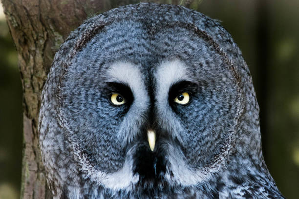 Great grey owl or great gray owl, strix nebulosa.