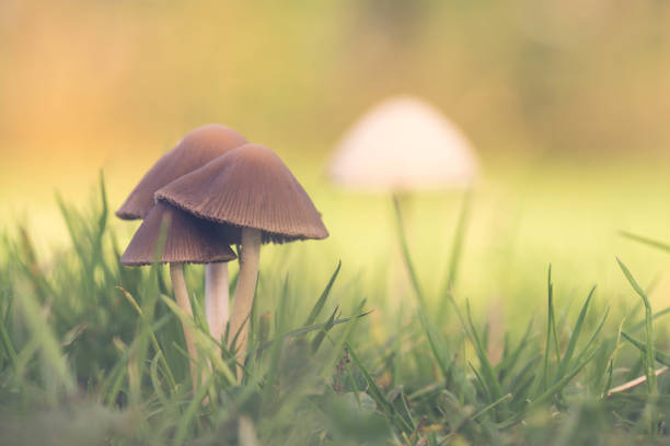 istock Close-up of Wild Mushrooms 2193093947