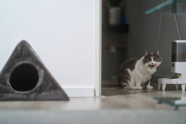 Domestic cat eyes a rodent