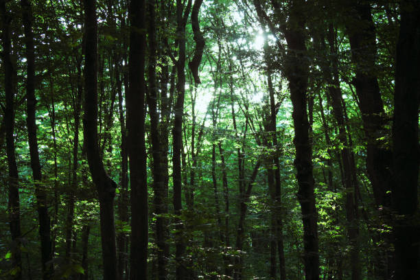 istock Solar beams making the way through a fog in the green forest 2193095696