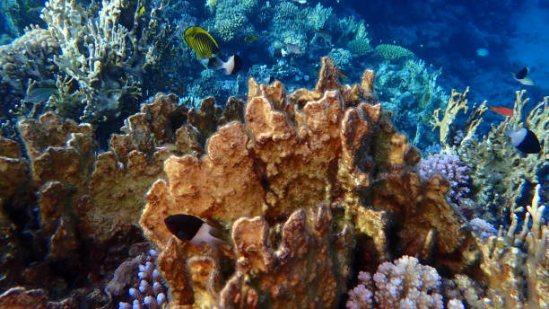 istock Sheet fire coral or blade fire coral (Millepora platyphylla) undersea 2193095752