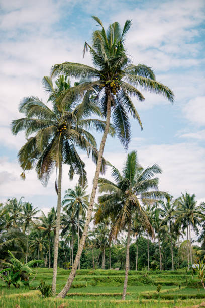 istock Tropical Rice Terraces in Bali 2193095816