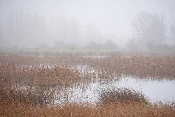 Riverside landscape in the mist in winter. Nature background.