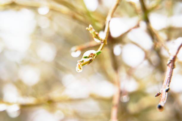 Winter's Touch: Close-Up of Leaves Embraced by Melting Snow