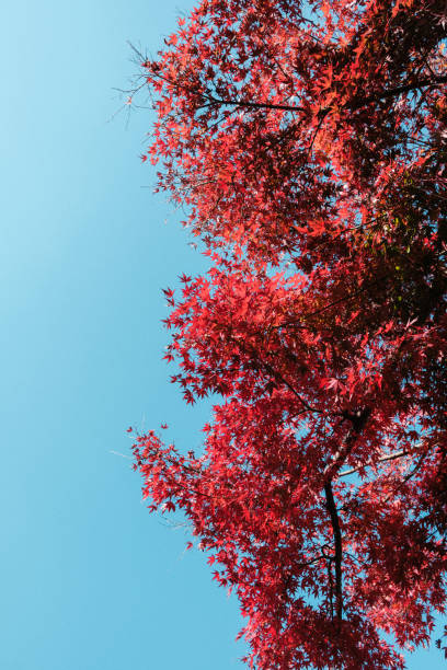 Red leaves and blue sky in the park