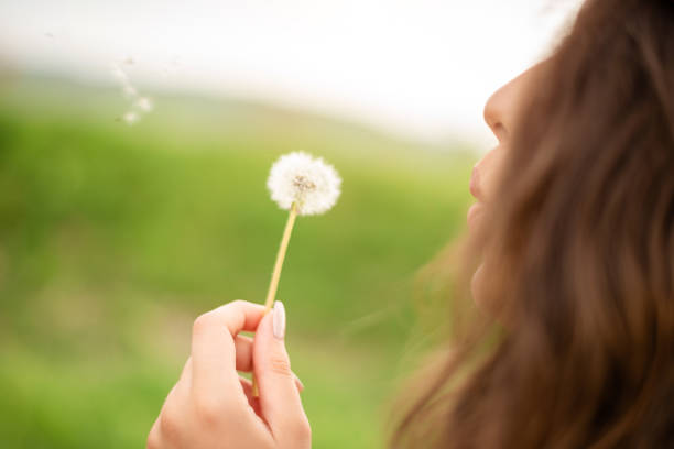 istock Young Woman Blows Dandelion with Seeds Floating Away Gracefully 2193096872