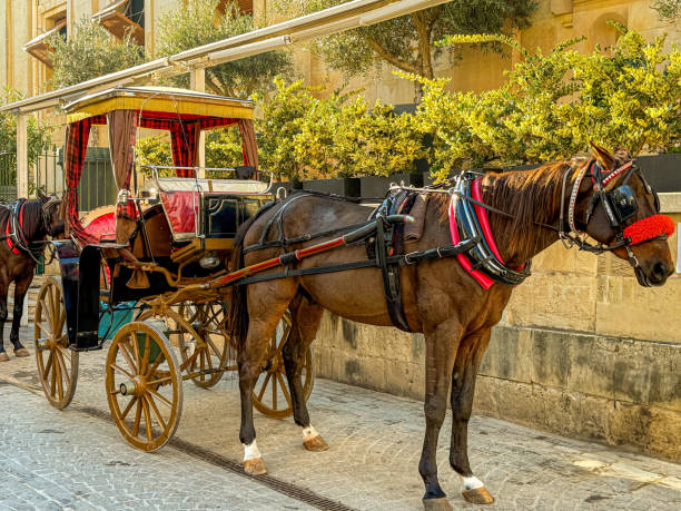 istock Horse with a carriage in Medina, Malta 2193097107